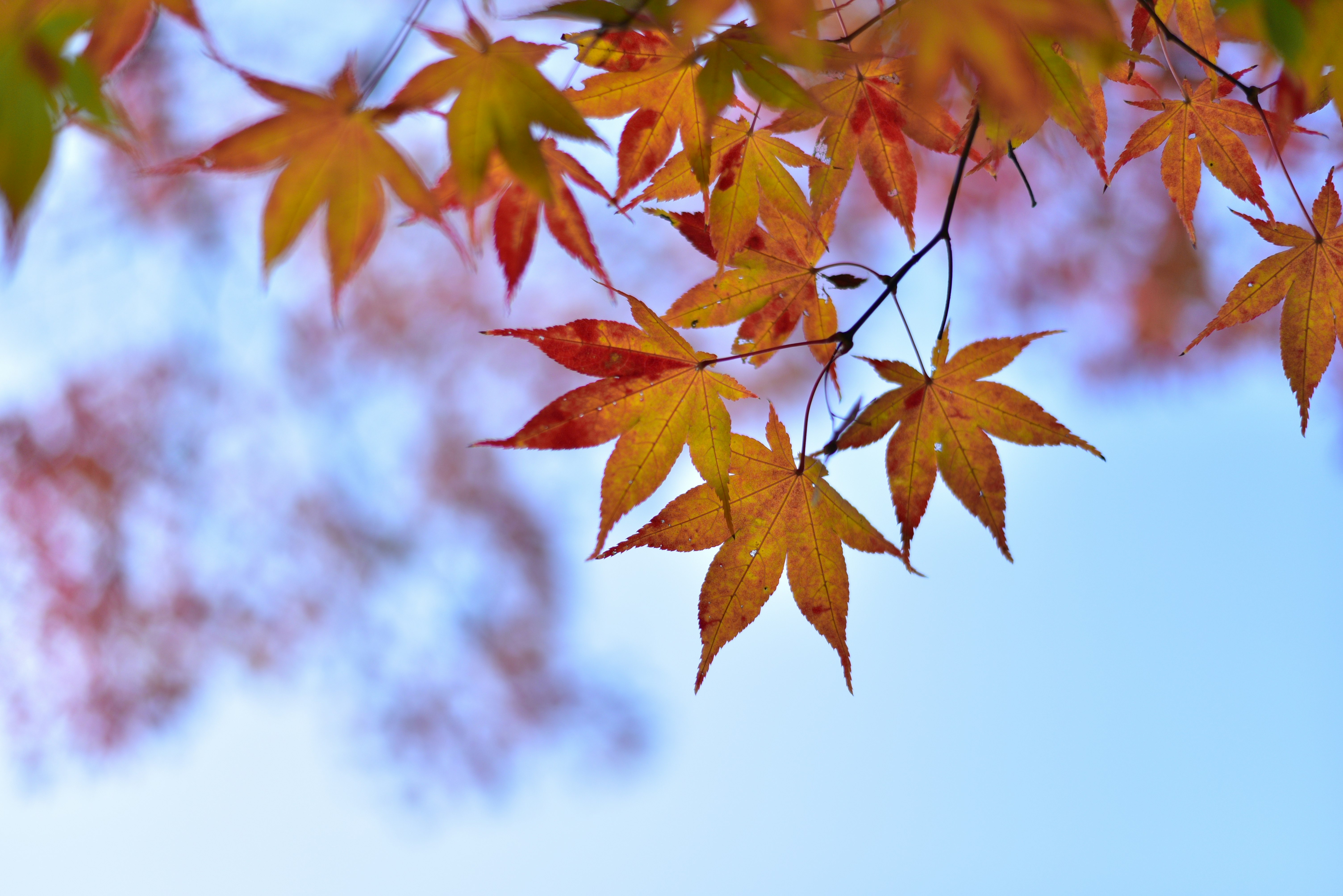 green and brown leaves under white sky